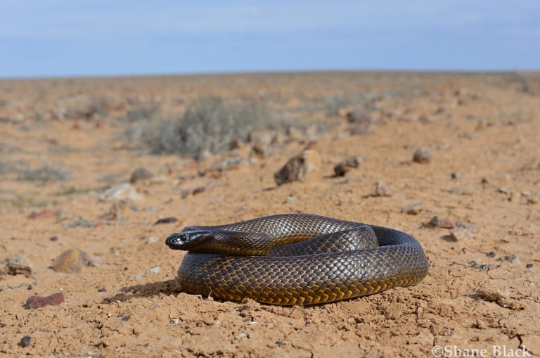 Cobra Oxyuranus Microlepidotus Enrolada no Meio do Deserto