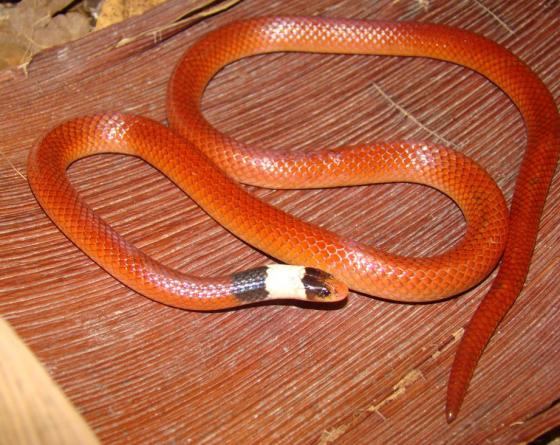 Cobra Alaranjada Phalotris