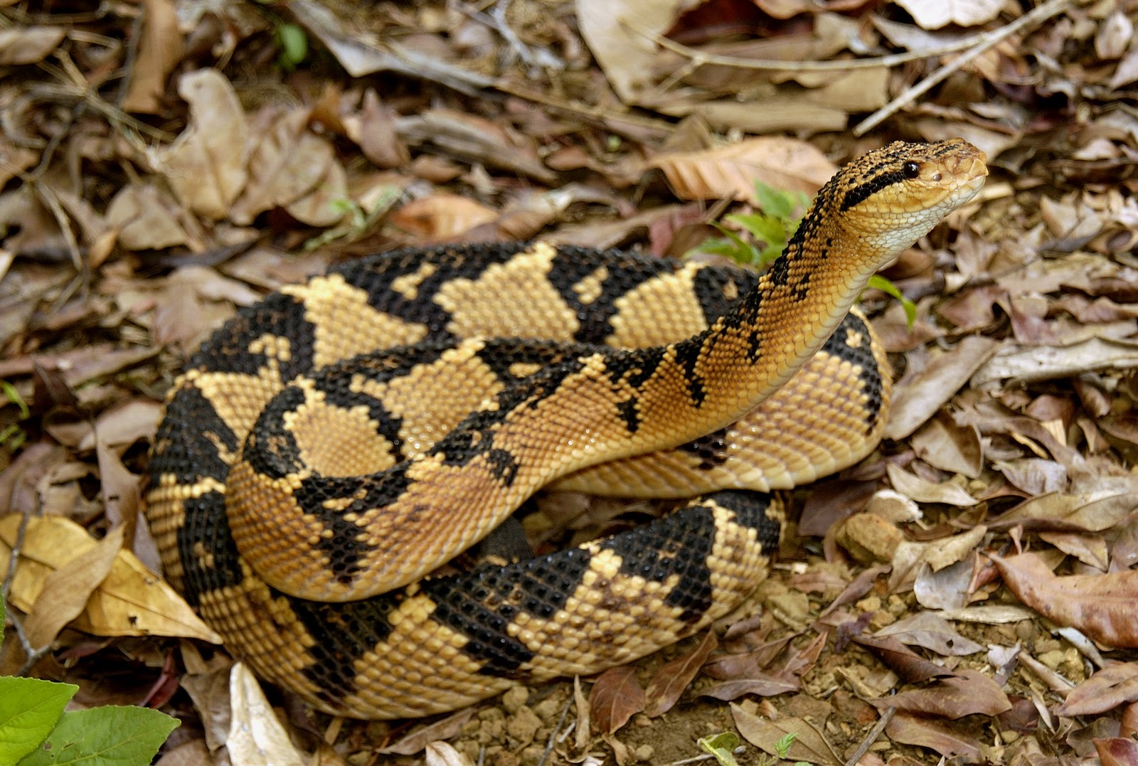 Surucucu - características, ecologia - Cobras - InfoEscola