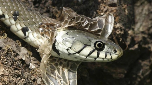 Cobra Trocando de Pele 