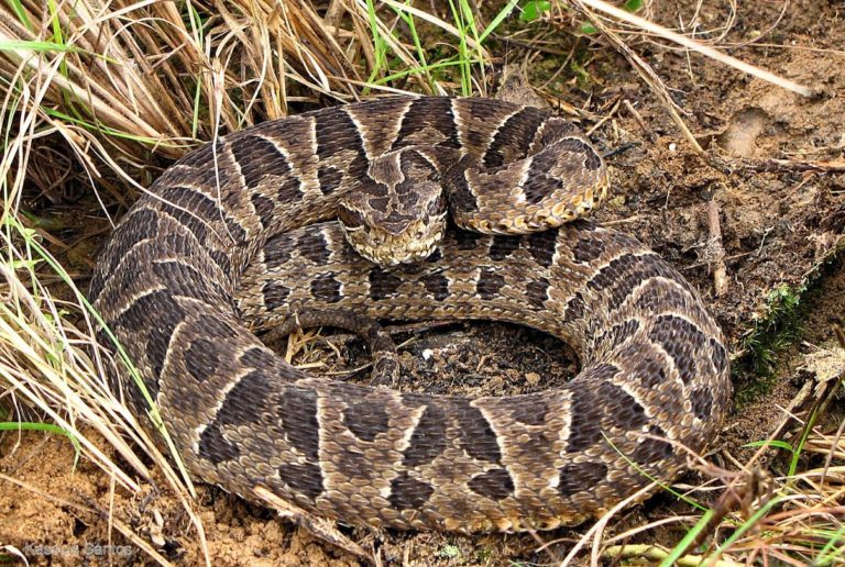 Cobra Urutu-Cruzeiro Enrolada