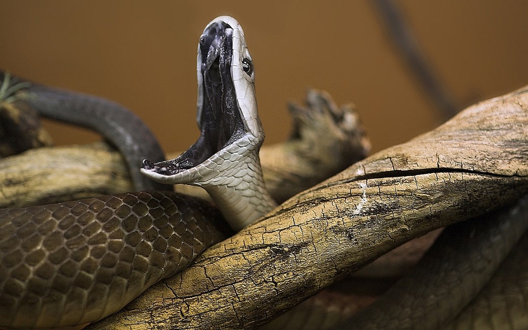 Cobra da Morte Pronto para o Bote