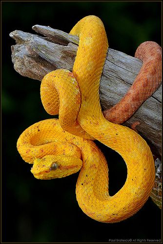Cobra da Pestana Enrolada em Galho