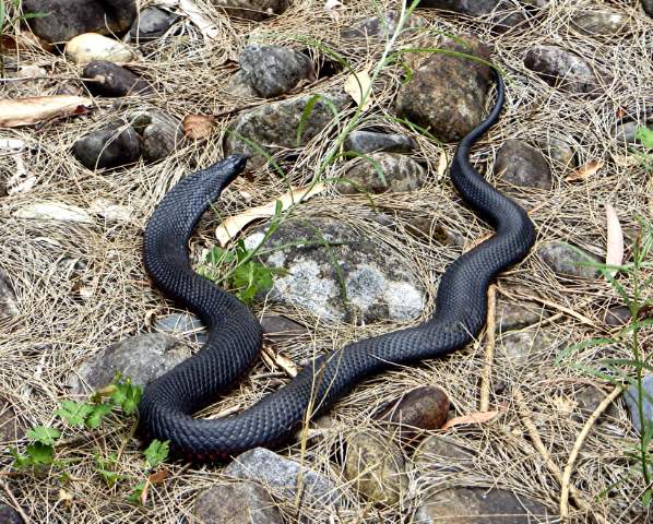 A cobra da morte é capaz de inocular até 100 g de uma potente toxina capaz de comprometer o funcionamento do cérebro da vítima