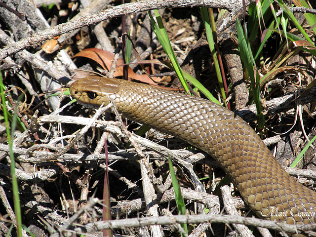 Conhecida por ter, para alguns, o veneno mais mortal, a Cobra-marrom pode matar em até 4 horas um adulto!