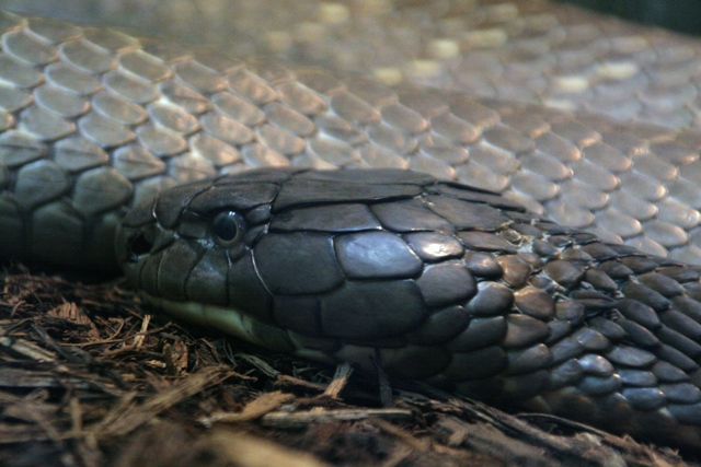 Parente direta da lendária cobra Naja, a Cobra real é a maior serpente venenosa, medindo entre 4 e 6 metros