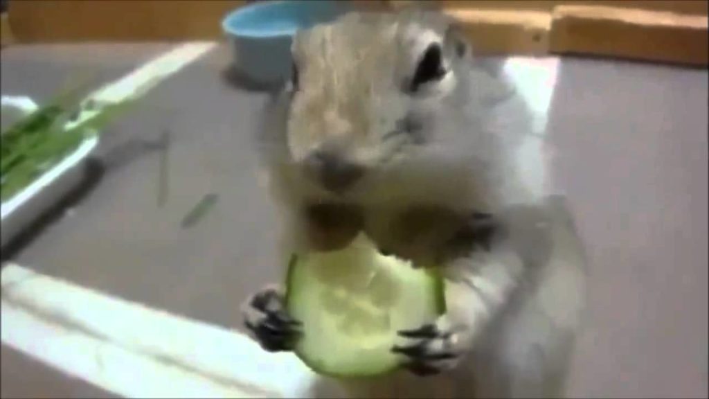 Coelho Comendo Pepino