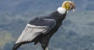 Condor Andino no Alto de uma Montanha