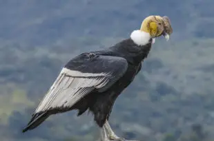 Condor Andino no Alto de uma Montanha