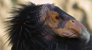 Condor da Califórnia Tamanho