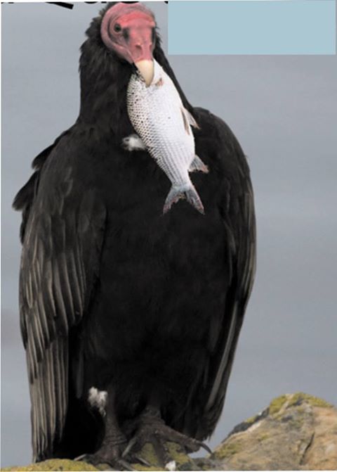 Condor da California Comendo Peixe 