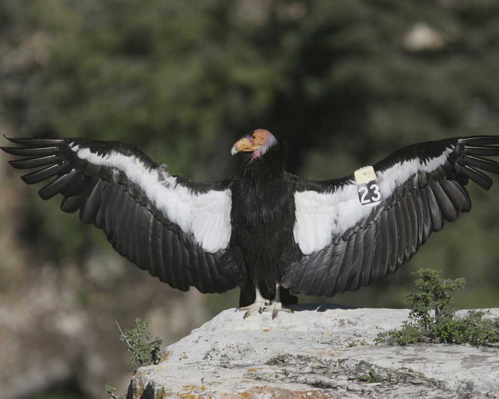 Condor da California Preparando Para Levantar Vôo