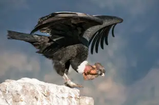 Condor dos Andes (Vultur gryphus)