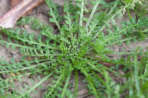 Coronopus Didymus