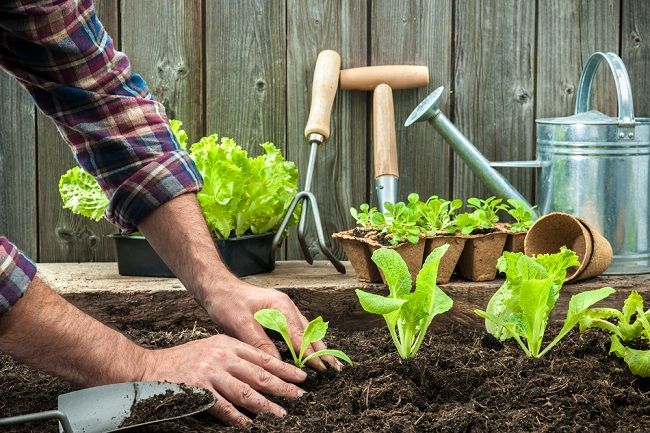 Como Plantar Couve Flor No Quintal de Casa? Quais Cuidados deve-se ter?