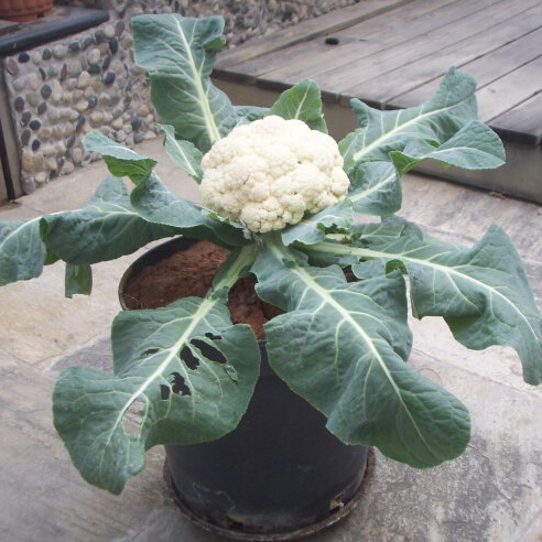 Colheita da Couve Flor