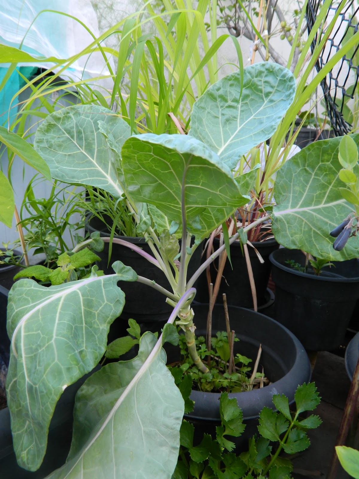Como Plantar Couve em Apartamento