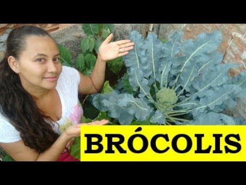 Cultivo de Brócolis