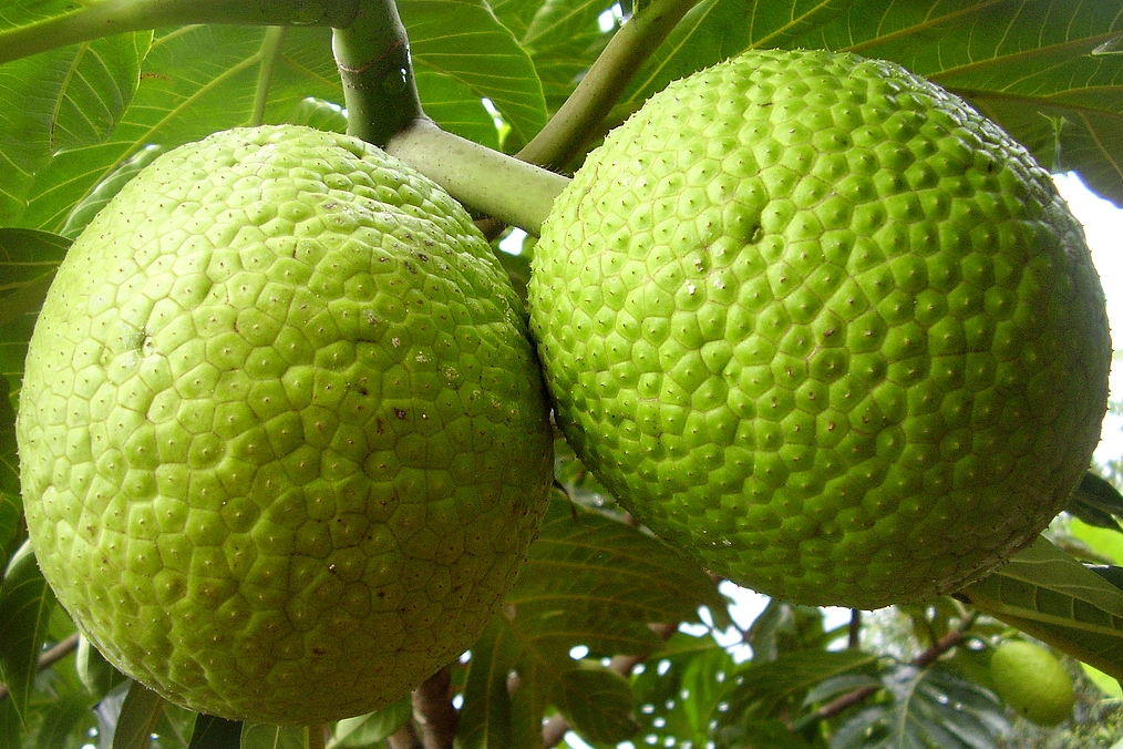 Duas Árvores do Pão Ainda no Pé 