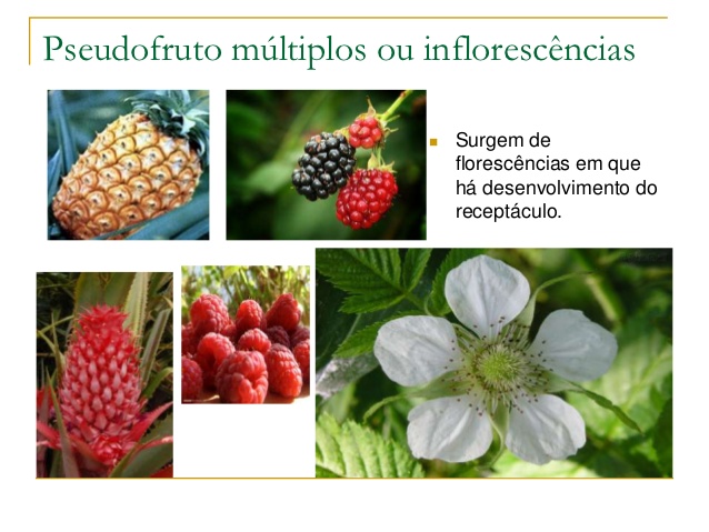 Entenda Como Funciona o Pseudofrutos Múltiplos