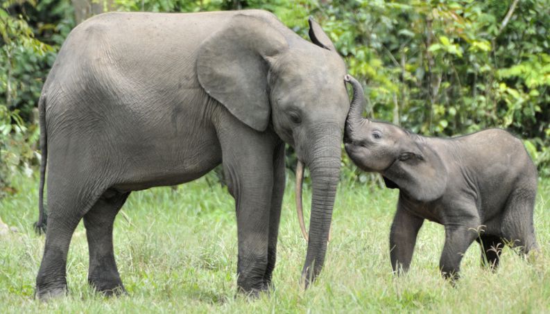 Filhote e Mãe Elefante 