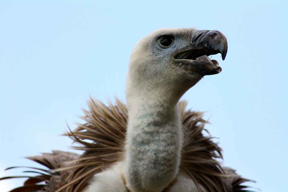 Foto de Abutre do Pescoço Para Cima 
