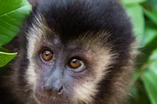 Foto de Um Macaco-Prego Entre a Mata