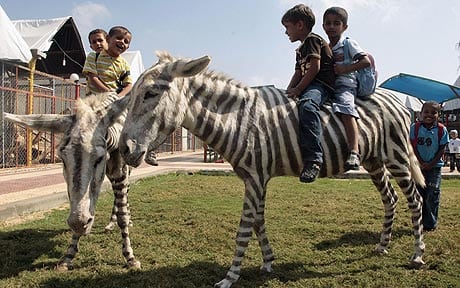 Fábrica de Zebras ?