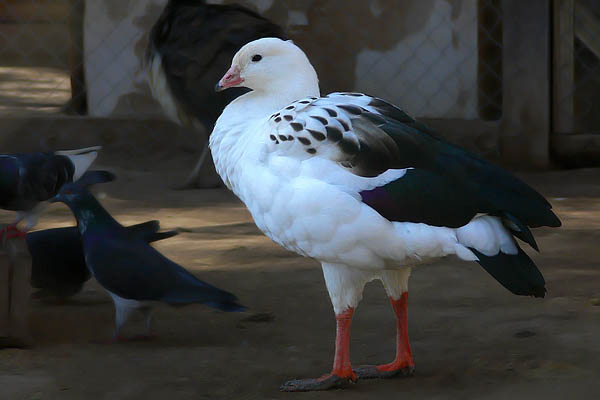 Ganso Andino