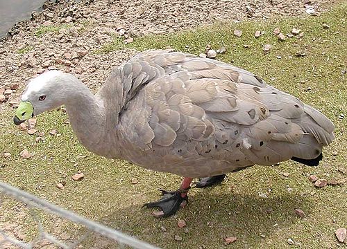 Ganso Selvagens Frango