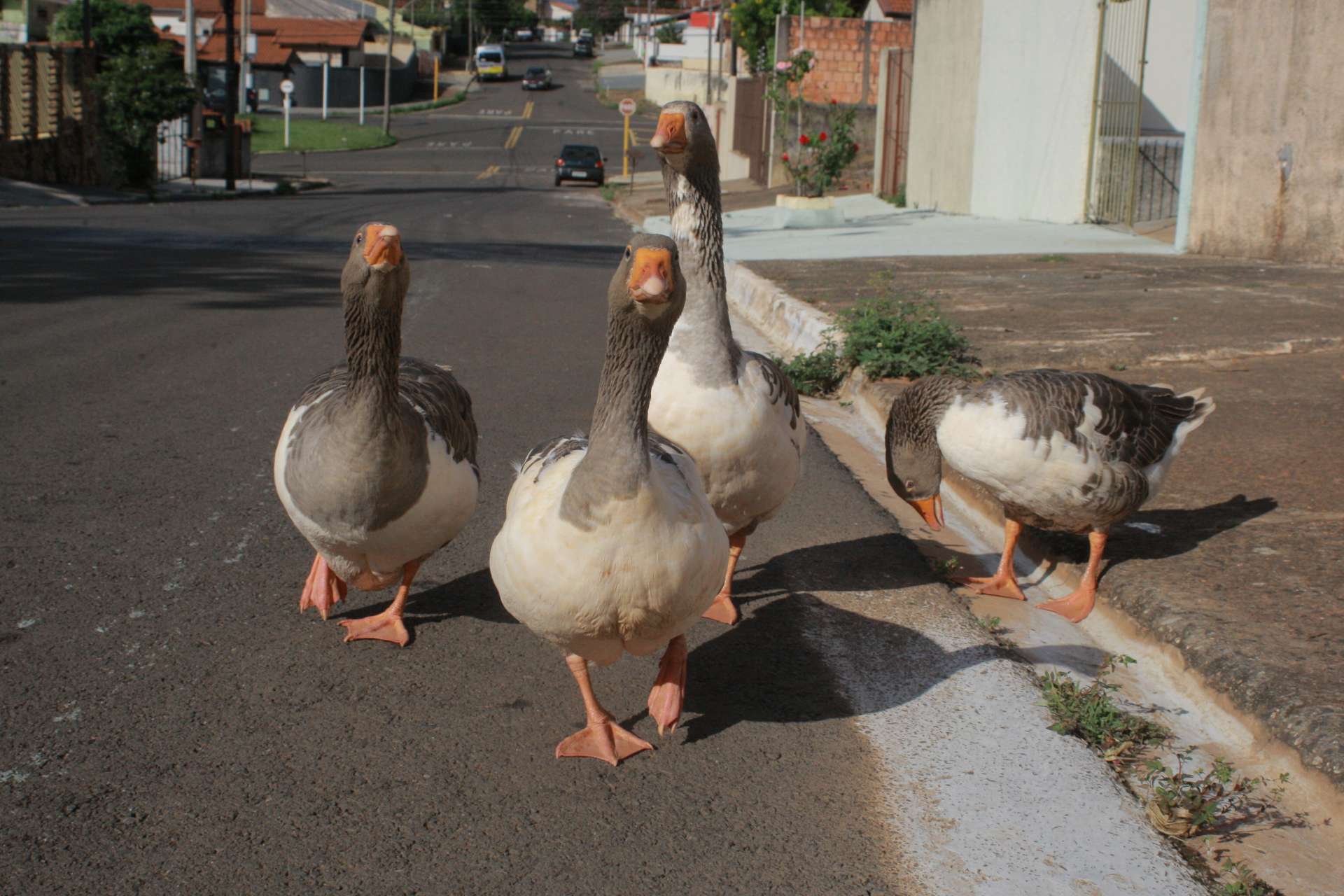 Gansos Andando Pela Rua