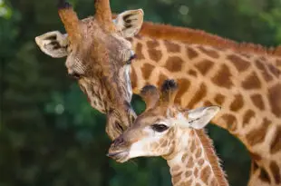 Girafa Com Seu Filhote