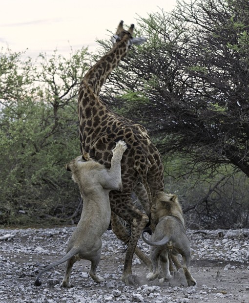 Girafa em Combate Com Dois Leões