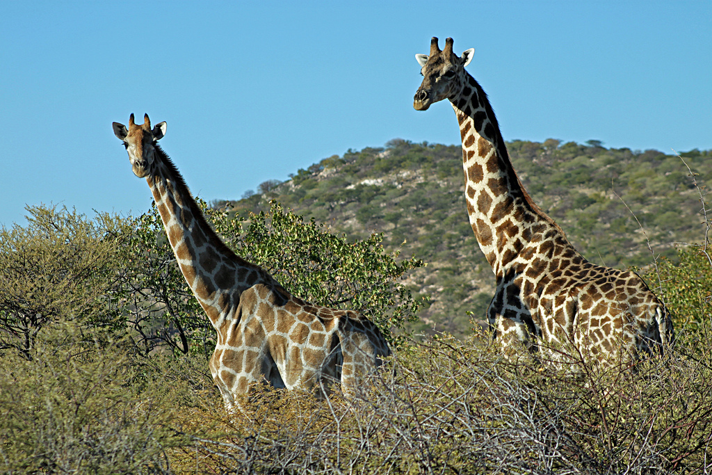Giraffa Camelopardalis Angolensis 
