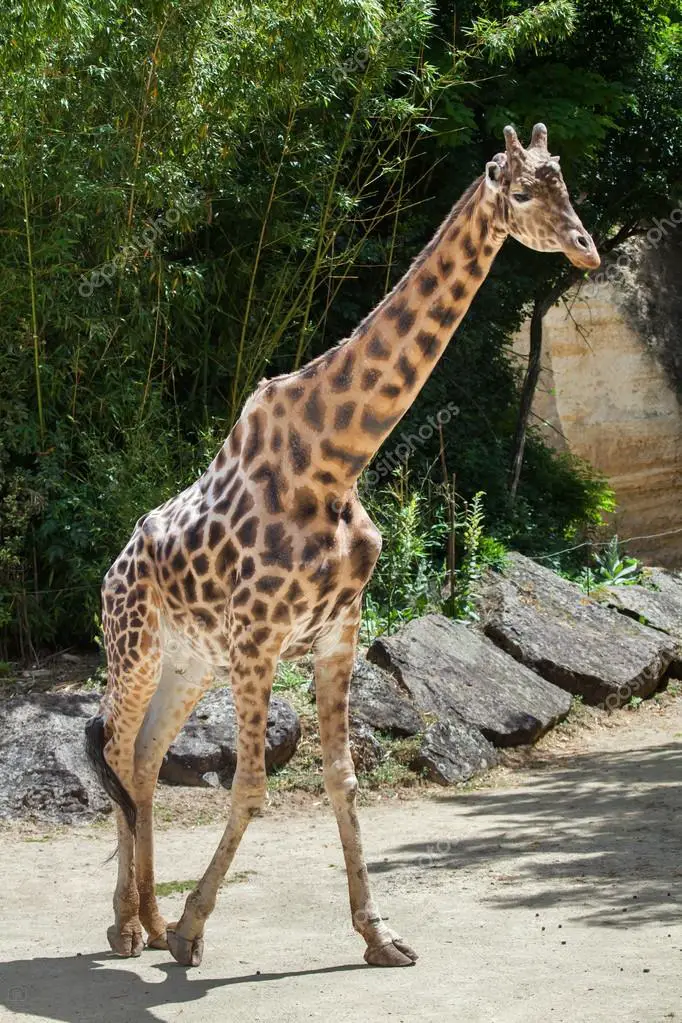 Giraffa Camelopardalis Antiquorum 