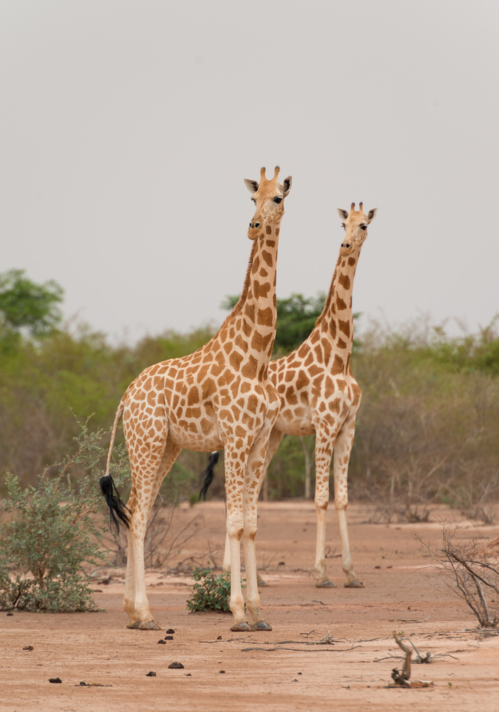 Giraffa Camelopardalis Peralta 