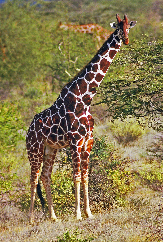 Giraffa Camelopardalis Reticulata 