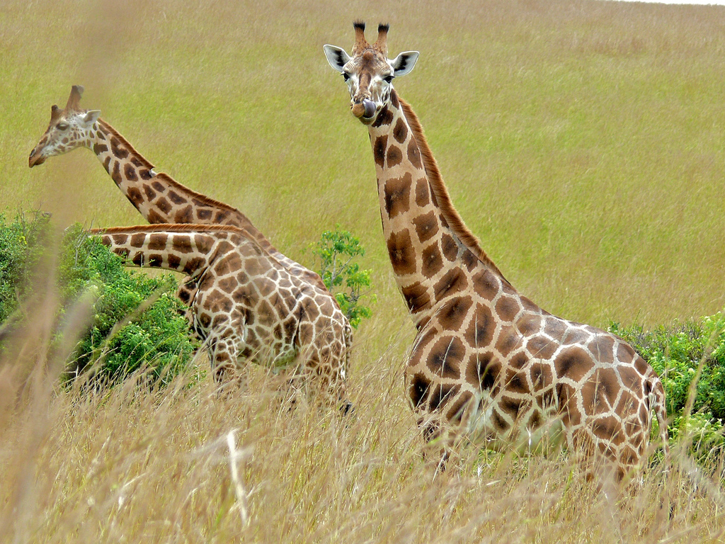 Giraffa Camelopardalis Rothschildi 