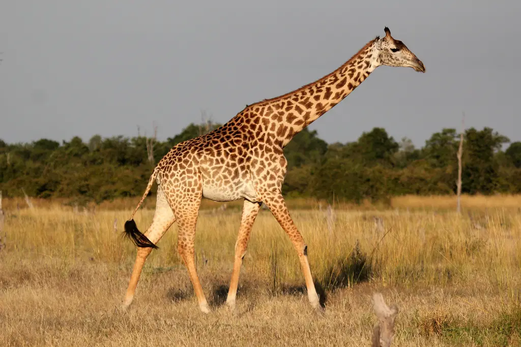 Giraffa Camelopardalis Thornicrofti