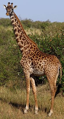 Giraffa Camelopardalis Tippelskirchi 