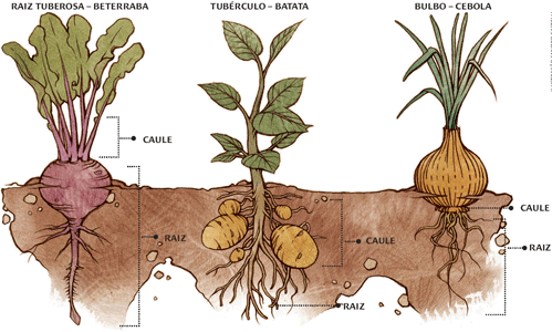Hortaliças Tuberosas