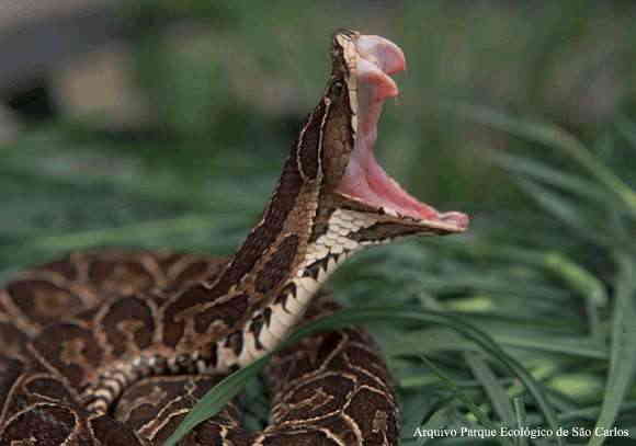 Jararaca Agressiva 