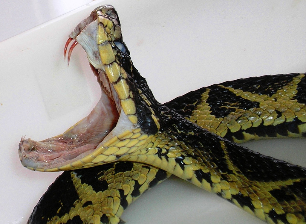 Jararacuçu com a boca aberta mostrando presas inoculadoras — cobra amarela e preta venenosa da Mata Atlântica