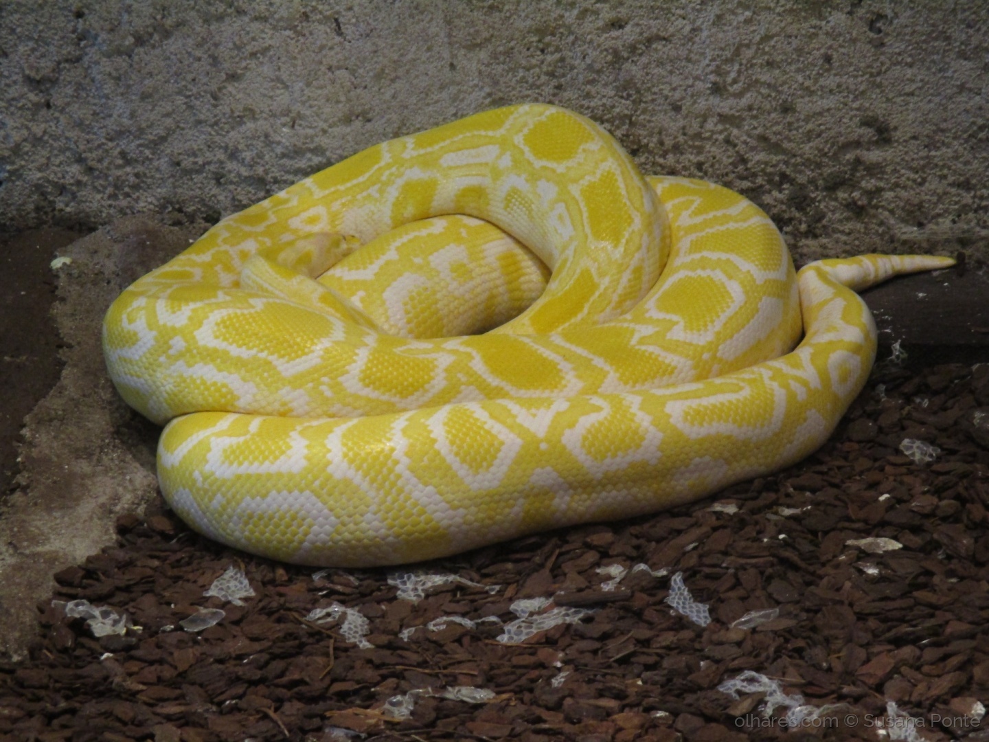 Jiboia Amarela Enrolada