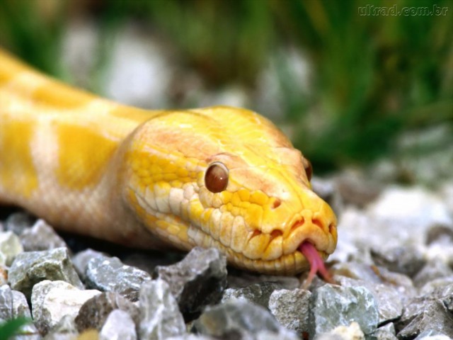 Tudo Sobre Cobras Amarelas