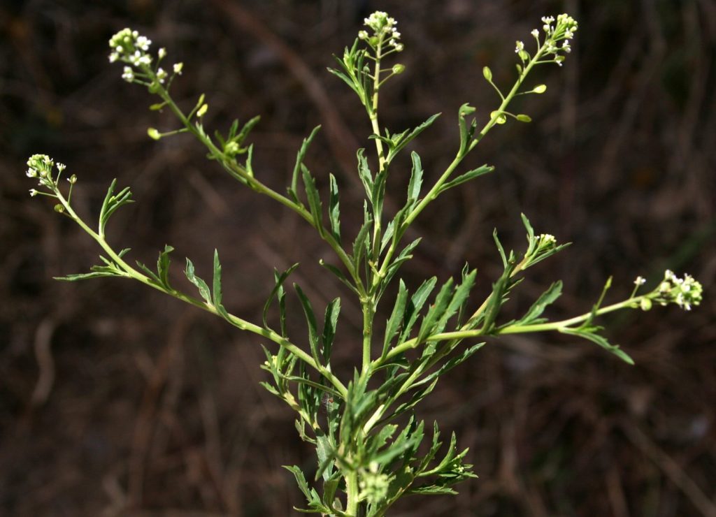 Lepidium L