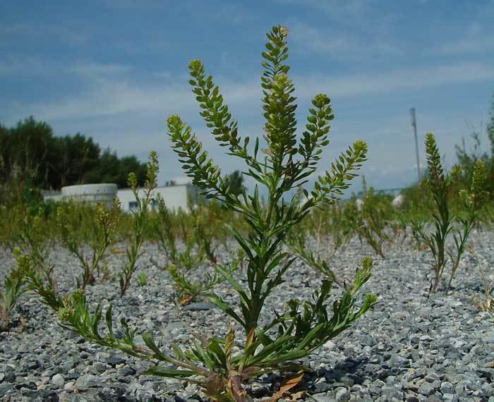 Lepidium Ruderale