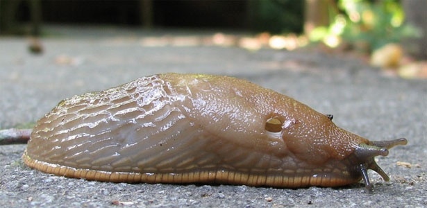 Lesmas Fazem Parte da Dieta da Cobra Dormideira