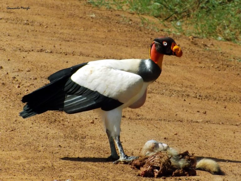 Urubu Rei e Seu Habitat Mundo Ecologia