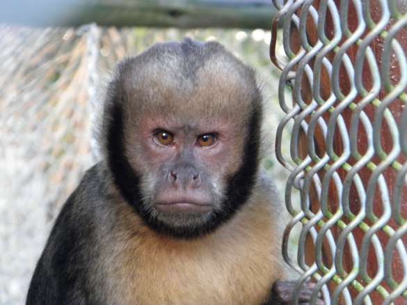 Macaco Pego em Criadouro
